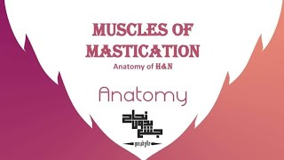 muscles of mastication  Anatomy  Lec 8 part 5 [upl. by Sikko339]