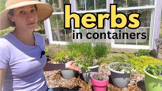 planting HERBS 🪴outside in pots  container gardening  Perennial Annual summer Herb Garden [upl. by Ardiedal]