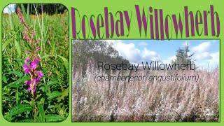 Rosebay Willowherb [upl. by Damiano]