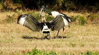 The Blacknecked Stork fledgling TomagoAustralia [upl. by Akcebar]