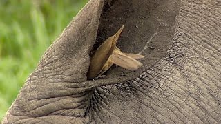 Birds Helping Rhino to Clean its Ear [upl. by Neelloj]