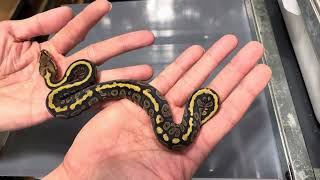 Baby Ball Python Update Clutch 2 [upl. by Hutchison442]