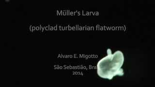 Müllers larva  polyclad turbellarian flatworm [upl. by Mimajneb797]