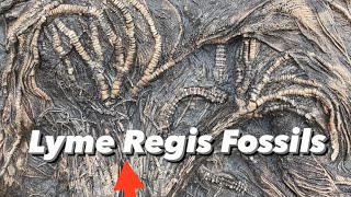 Jurassic Coast Colossal Crinoid Fossil [upl. by Iel]