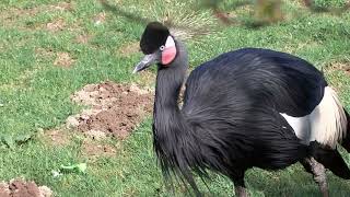 Une visite des oiseaux du zoo de Servion [upl. by Aletta]