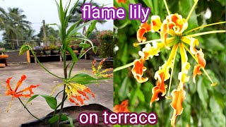 how to grow flame lily gloriosa superba  agnishikha or glori lily in a pot [upl. by Windzer717]