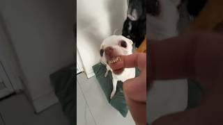 Niki Ozeri bites me😂😱 chiuahua angrychihuahua mreviatar nikiozeri kuchikuchi [upl. by Ereveneug]