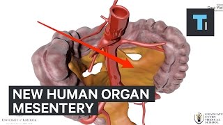 Why new human organ called mesentery is so important [upl. by Ueik]