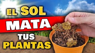 ¡CUIDADO El SOL MATARÁ tus PLANTAS si no SABES ESTO  Salvar Planta Enferma o Secas  Huerto Urbano [upl. by Lejeune]