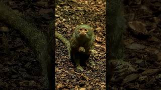 The Smallest Monkey In The World animalshorts wildlife [upl. by Idac]