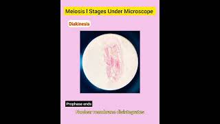 Meiosis l Stages Under Microscope [upl. by Odlonyer]