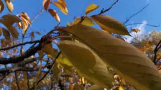 beautiful Cherry trees in autumn nature wildlife parks rspb cherry trees sakura hanna [upl. by Avera]