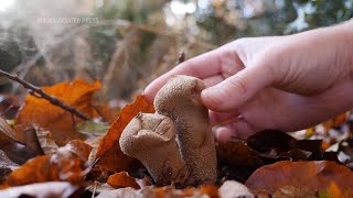 Fungi foraging in the heart of UK forests [upl. by Enaile]