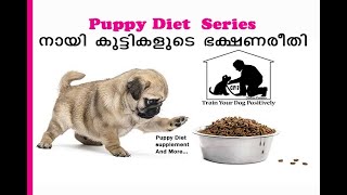 Puppy Diet And Supplements Malayalam  Puppy Food  Diet Chart  puppy diet plan  All Breed Puppy [upl. by Teodoor11]