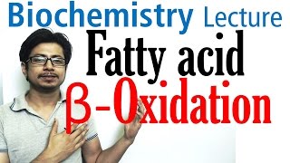 Beta oxidation of fatty acids  Fatty acid metabolism lecture 1 [upl. by Selrac613]