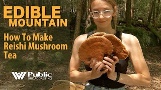 Edible Mountain  How To Make Reishi Mushroom Tea [upl. by Compton487]