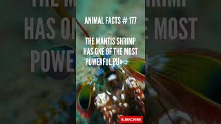 Peacock Mantis Shrimp Facts in Under 1 Minute  BiteSized Wildlife Knowledge 🦐🌈 [upl. by Australia]