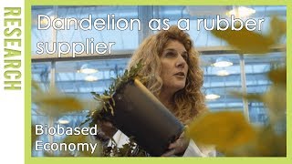 Biobased Economy Paardenbloem als rubberleverancier  WUR [upl. by Ginzburg496]