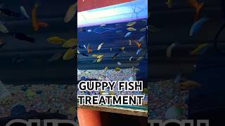 GULPY FISHguppyfishguppyguppiesfypシ゚viralfypviralvideoviralshortguppyfishcullingaquarium [upl. by Narra]