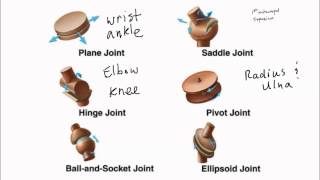 Types of Synovial Joints [upl. by Sikorski]