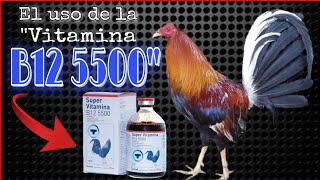 El Uso de la VITAMINA B12 5500 en los Gallos  Gallos Finos✅🐓 [upl. by Leirvag]