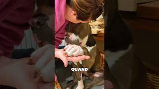 Pourquoi un chien posetil sa patte sur toi  😱🥰 shorts chien animals animalfacts [upl. by Yelhs]