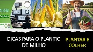 PLANTIO DE MILHO [upl. by Alverson]