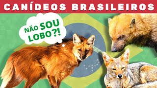 Os canídeos brasileiros  Brasil tem lobo e não é o LoboGuará [upl. by Enyalahs]