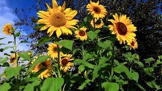 198 Days How to Plant Grow and Care for Sunflower Plants🌻🌻🌻 [upl. by Wehtta268]