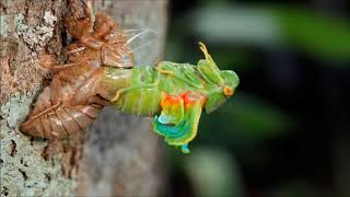 Ecdise de cigarra  Cicada Molting timelapse  Hyantia honesta [upl. by Eisenberg957]