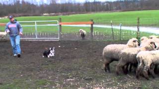 Royston Corgi  Herding Sheep [upl. by Jaan]