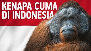 Mengapa Orang Utan Hanya Ada di Indonesia  BelajarDuniaPurba [upl. by Nohtan551]