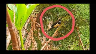 Wild  Bengal  Finch  White  Rumped  Munia  Aviary  Jaffna [upl. by Otsugua]