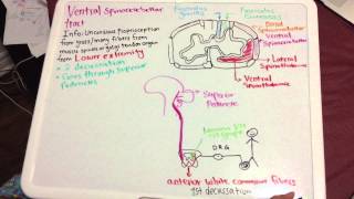 Ventral Spinocerebellar Pathway Tutorial [upl. by Edison356]