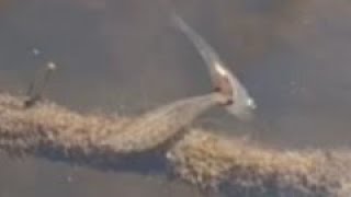 Pond Ghost Shrimp feeding on Fish [upl. by Elleiram]