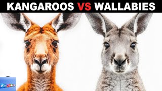 What Is The Difference Between Kangaroos And Wallabies [upl. by Kendrah441]