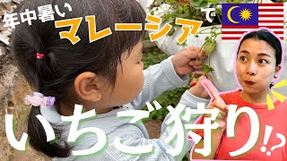 【マレーシアでの過ごし方】年中暑いマレーシアでいちご狩り！？娘の人生初めてのStrawberry Picking in Malaysia🍓 [upl. by Annay]