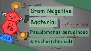 Gram Negative Bacteria Pseudomonas aeruginosa and Escherichia coli [upl. by Awuhsoj197]