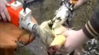 Chicken plucker drill poultry plucker  its easy and quick [upl. by Adnolaj292]