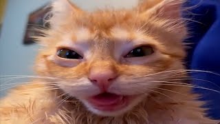 FUNNY CATS MEMES COMPILATION V38 [upl. by Jarek237]