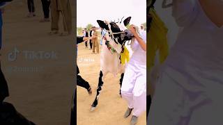 Best cow race in pakistan cow racing video cowrace cowvideos shortsvideo [upl. by Alix]