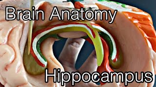 Anatomy of brain Hippocampus English [upl. by Kinom]