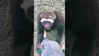 HOWLING GIBBONS COLLECTION gibbon howling cute wildlife comedy funny funnyanimal shorts [upl. by Lorene]