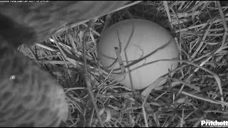 SWFL Eagles  F23 LAYS HER FIRST EGG 🐣 Congratulations M15 amp F23 On This Very Special Day 112423 [upl. by Arvy]