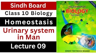 urinary system in man  homeostasis  class 10th biology Sindh text book board New book [upl. by Ecnerolf991]