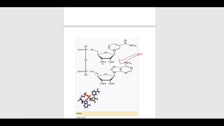 Coenzyme A NAD NADPFMN FAD [upl. by Junna222]