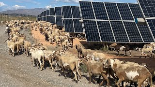 quotRUTAS SENDERISMO ALMERÍAquotDesde Argamasón a Polopos con las Ovejas y la Energía Solar Fotovoltaica [upl. by Placia]