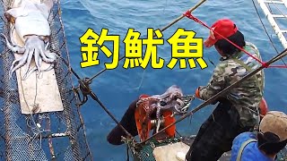 為什麼魷魚那麼便宜？遠洋魷釣船出海作業告訴你答案 [upl. by Wilhelmina]