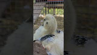 Sleepy Pile of Muscovy Ducklings ducks muscovyducklings findingjoyeveryday [upl. by Franckot563]