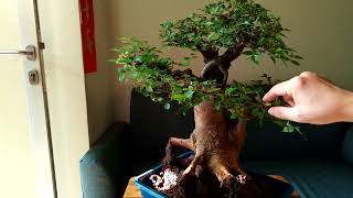 review chinese hackberry  celtis sinensis bonsai bonsaimalaysia bonsaivietnam bonsaithailand [upl. by Hilliary]